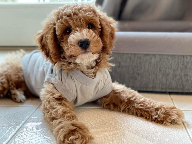 first time puppy parent