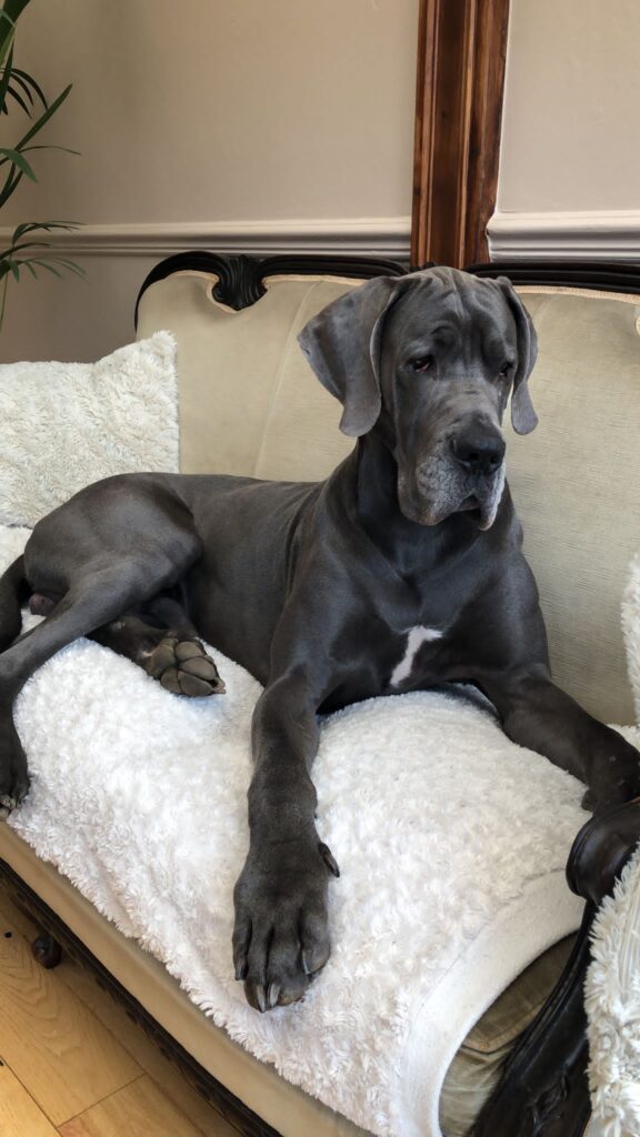 gentle giant dog breeds