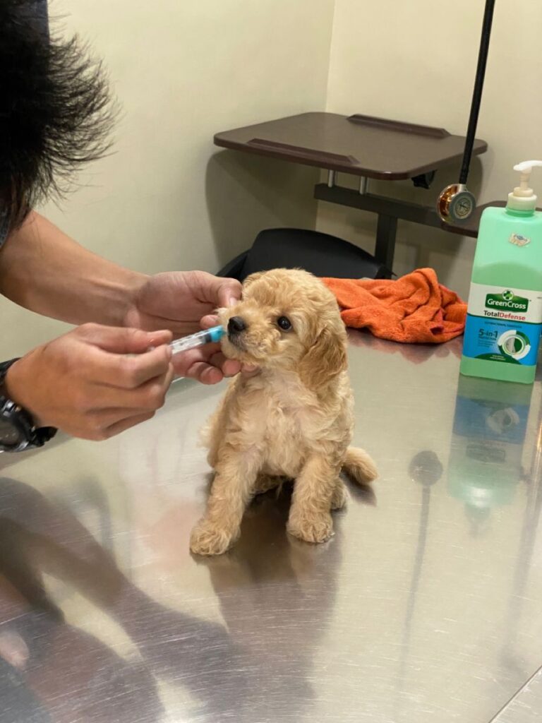 healthy Cavapoo
