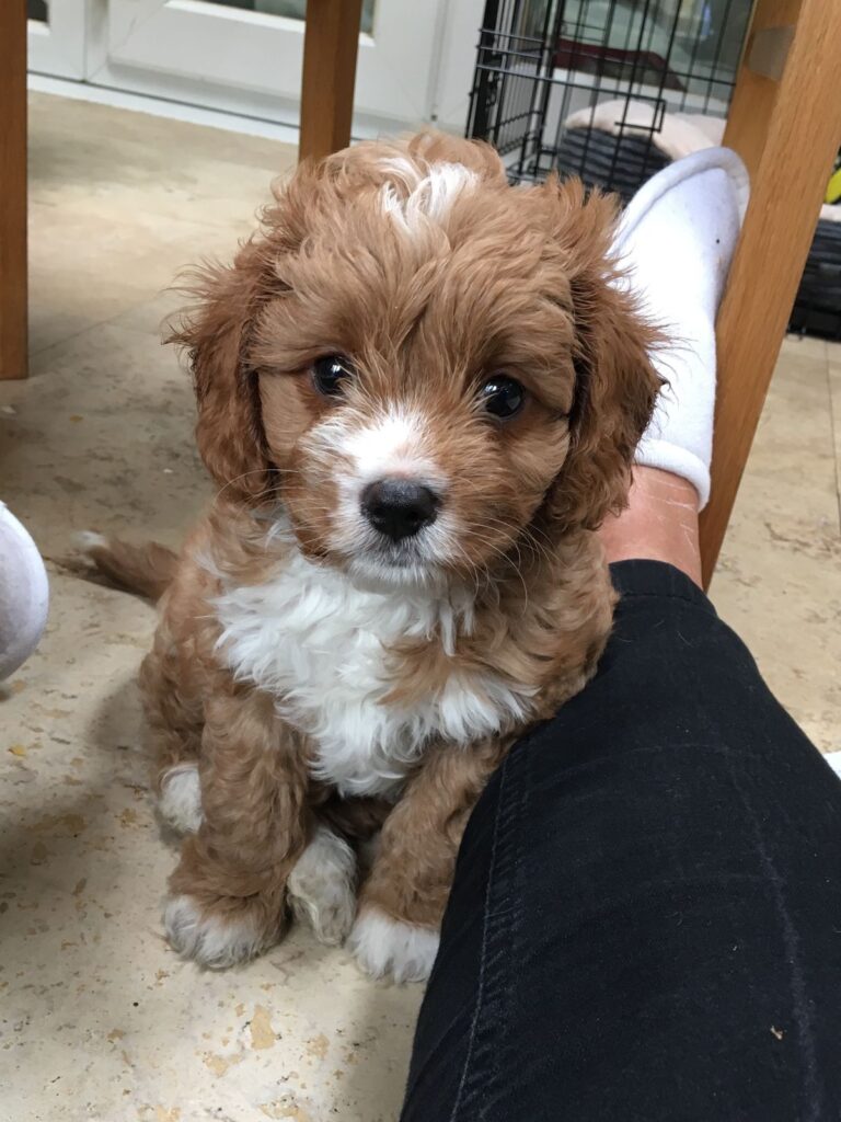 how to care for no-shed puppies