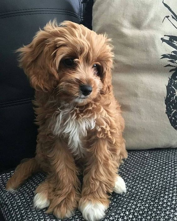 how to care for small dogs