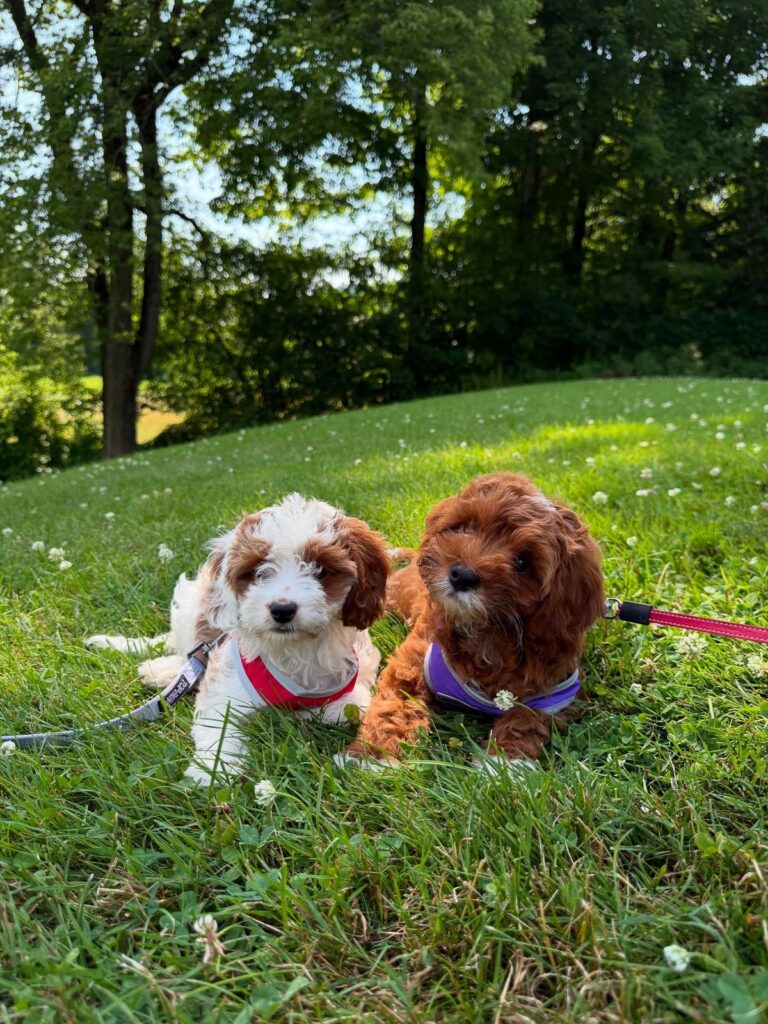 outdoor dog safety