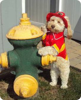 pet fire safety