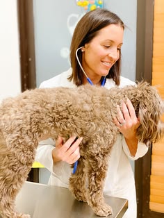 pet first aid