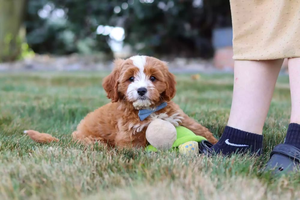 pet fun activities