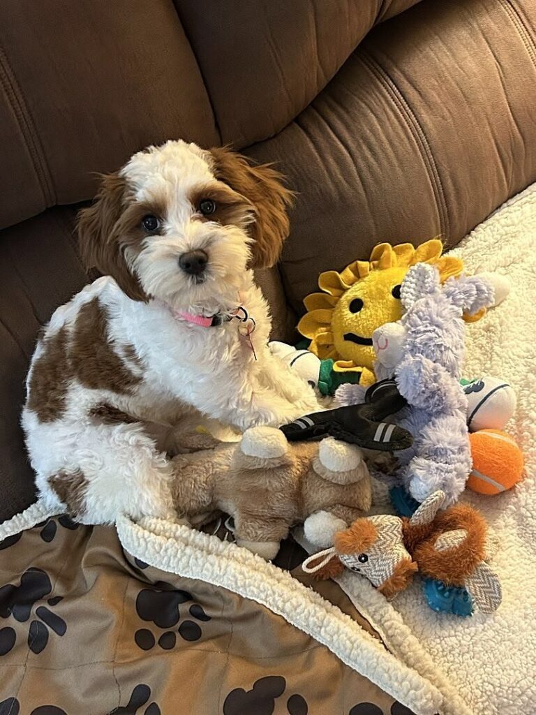 puppies for sale