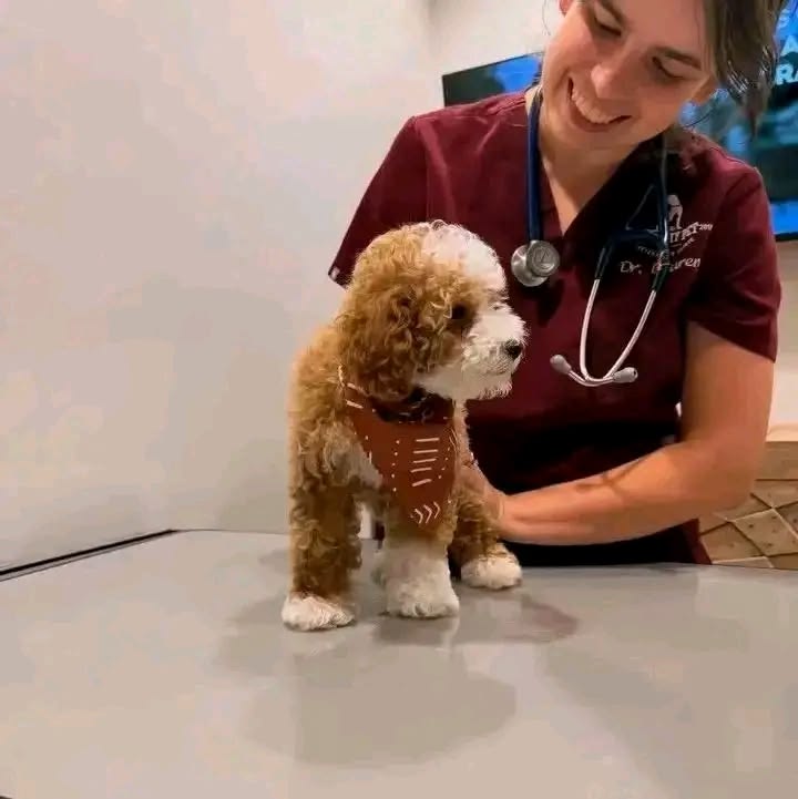 puppy dental care