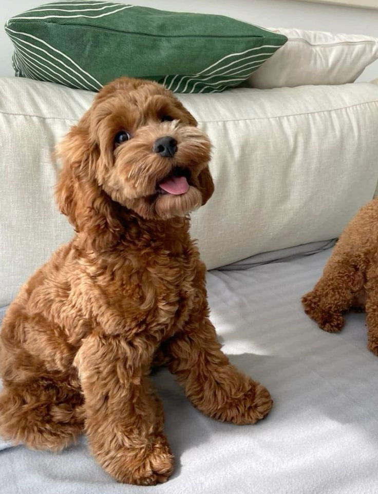 rare dog breeds