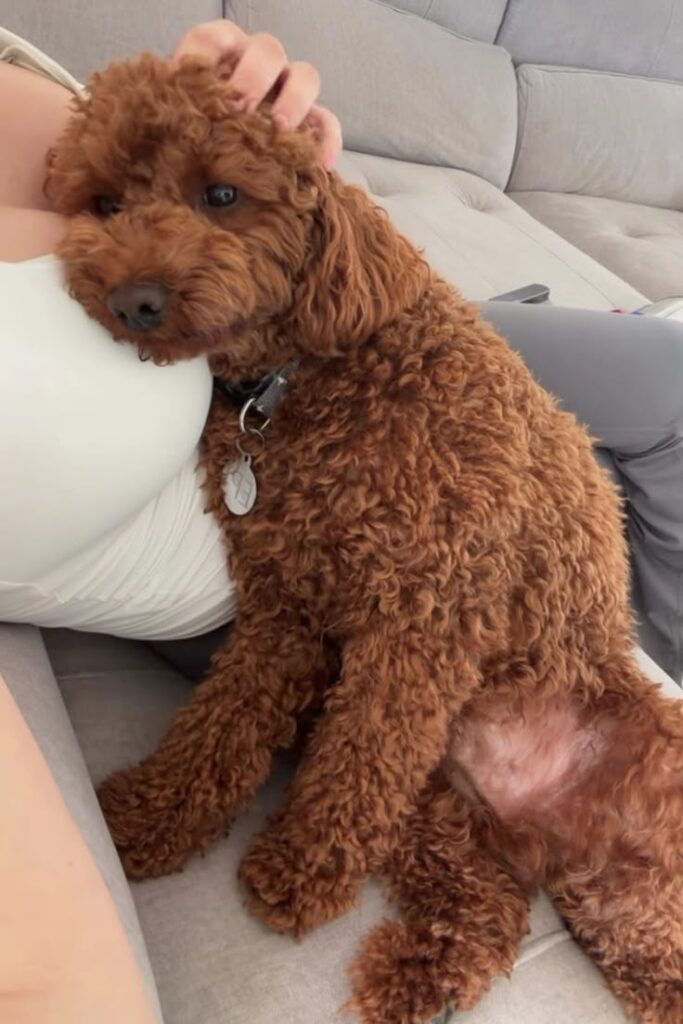 reasons to love dogs