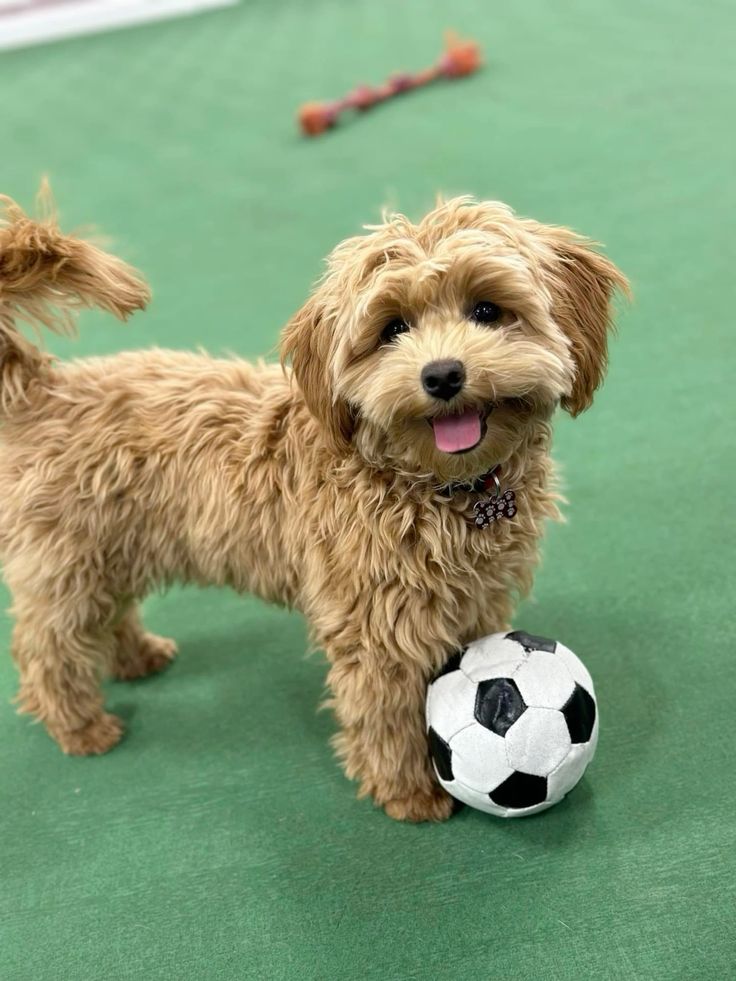 reasons we love dogs