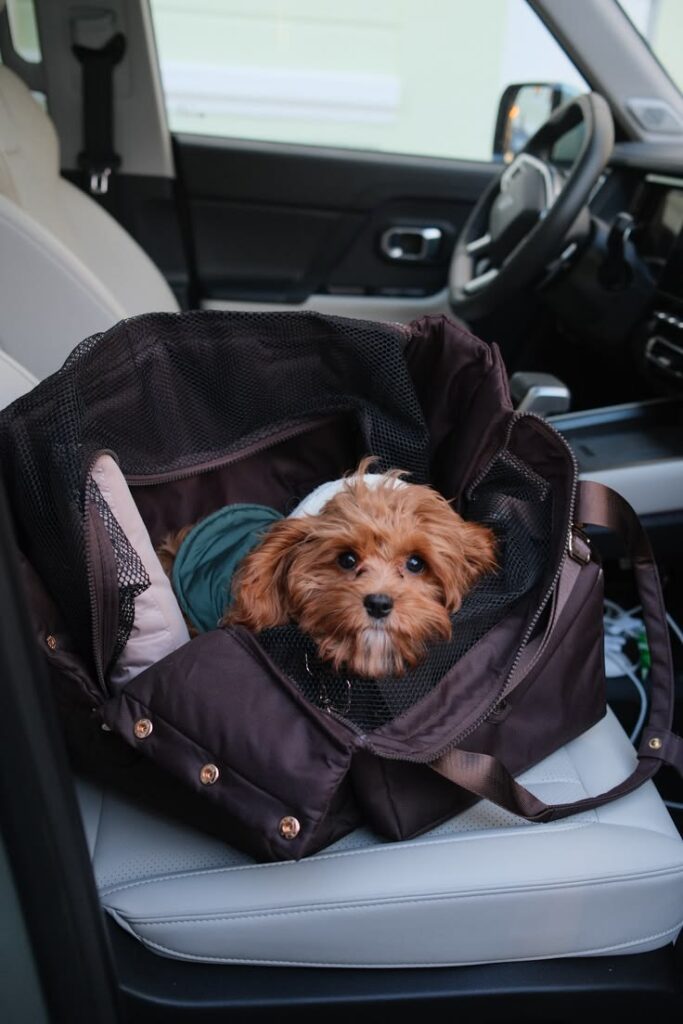 road trips with your dog