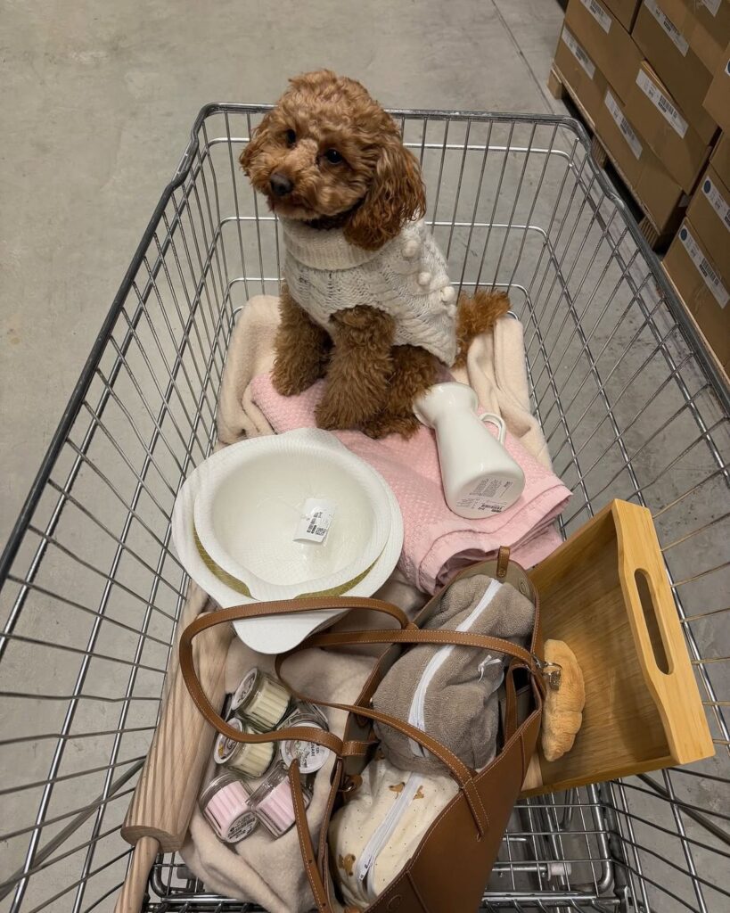saving money as a pet parent