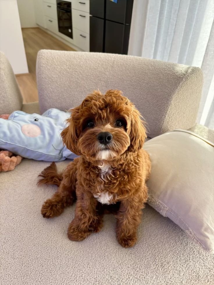 small purebred dog breeds