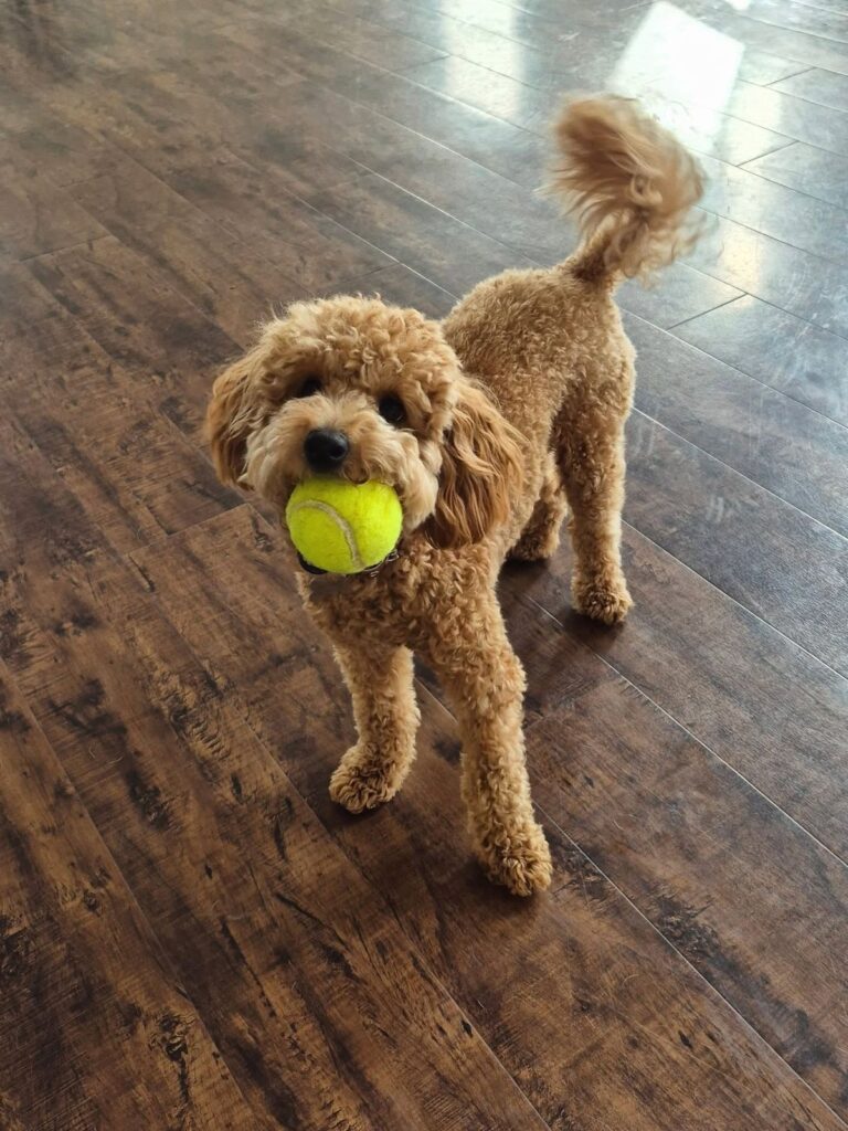 summer puppy games