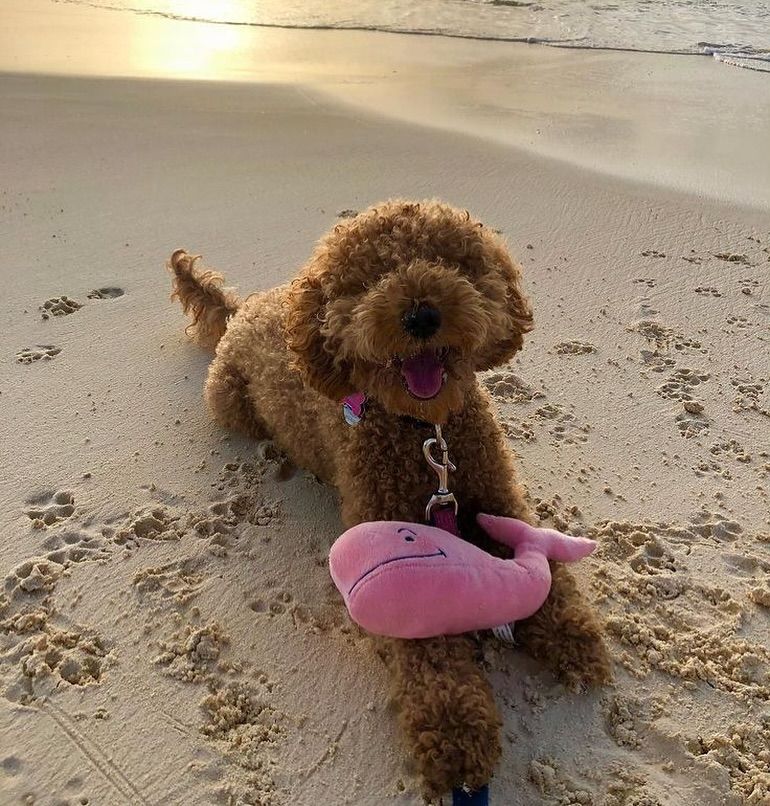 things to do with your dog in summer