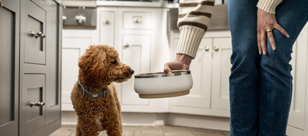 vital nutrients for dogs