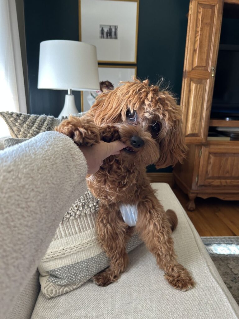 why do dogs shed