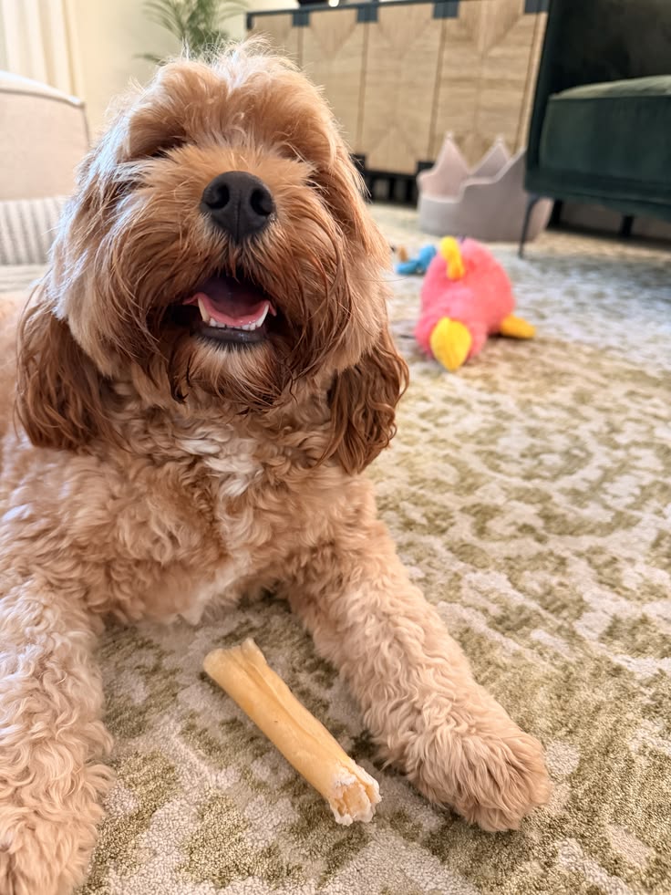 Benefits of Owning a Cavapoo