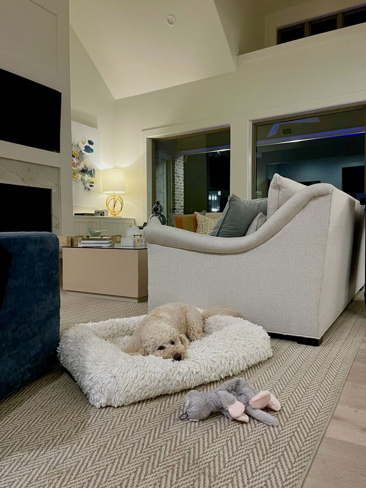 Best Dogs for Apartment Living