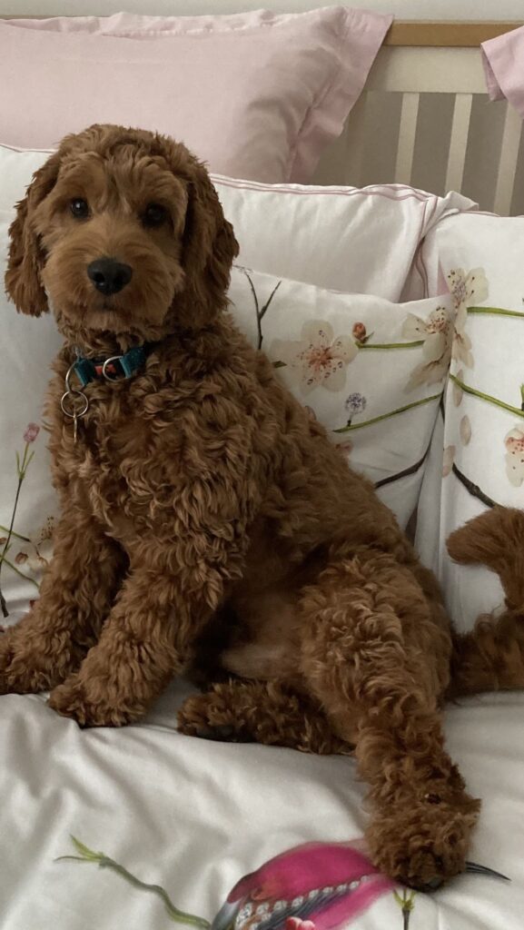Cavapoo Coat Care