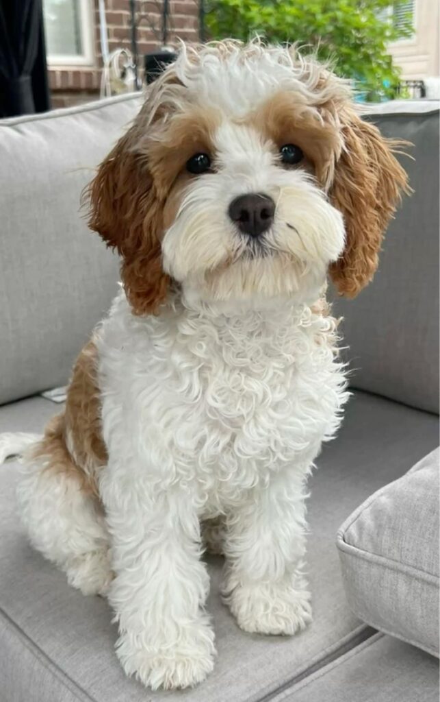 Cavapoo Coat, Size and Temperament