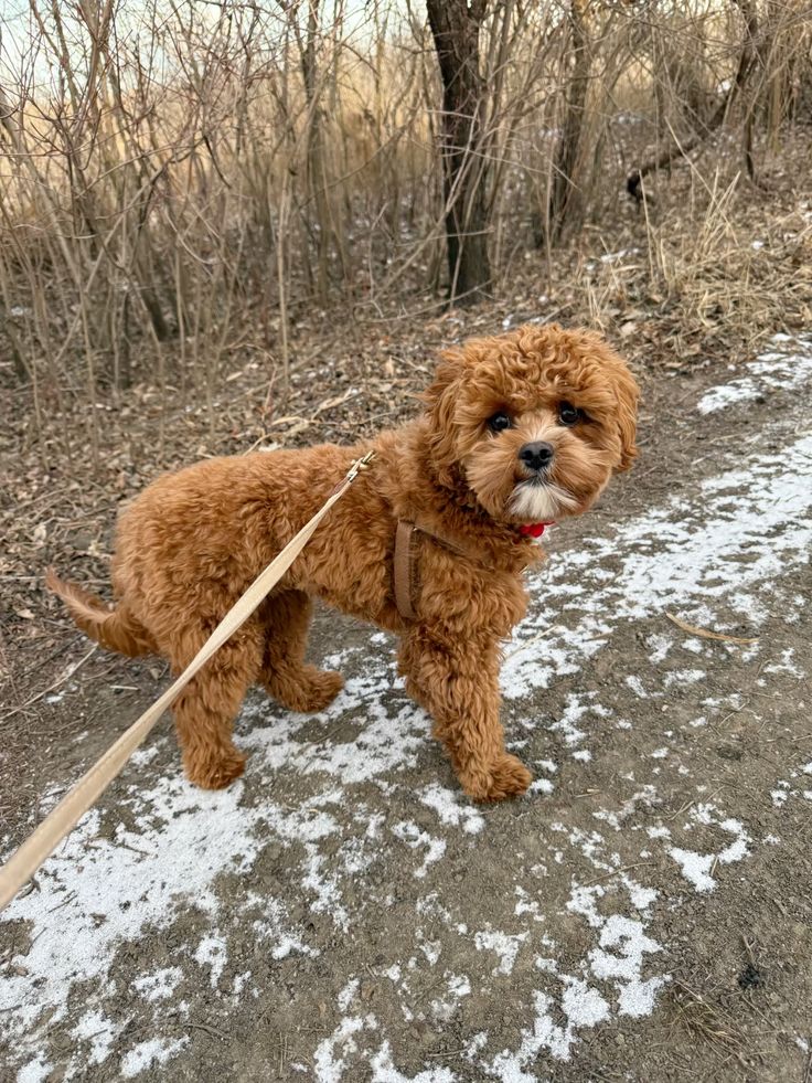 Cavapoo Exercise