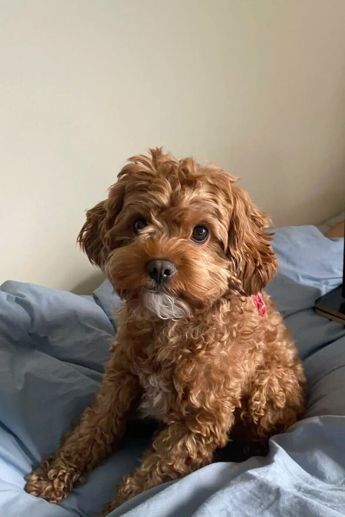 Cavapoo Fun Facts