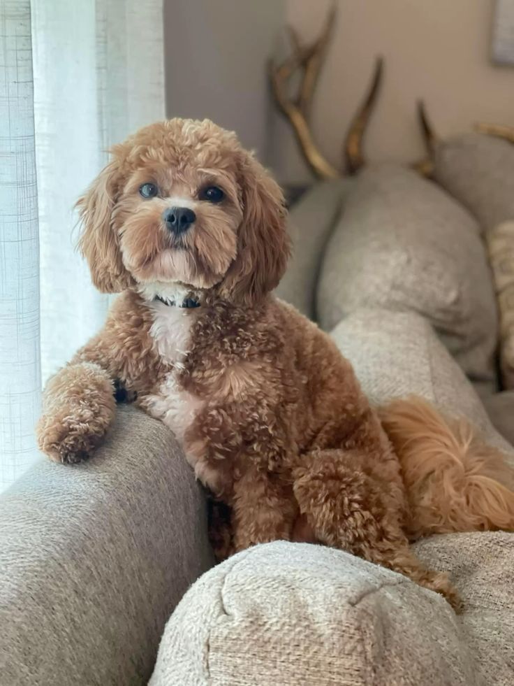 Cavapoo Grooming Needs