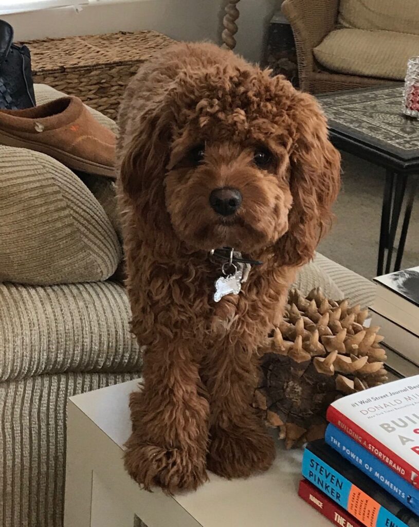 Cavapoo Misconceptions