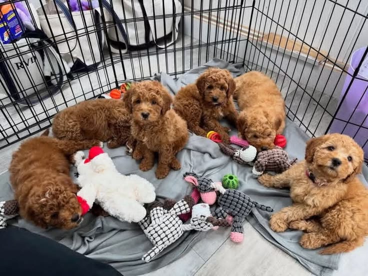 Cavapoo Puppies and Families
