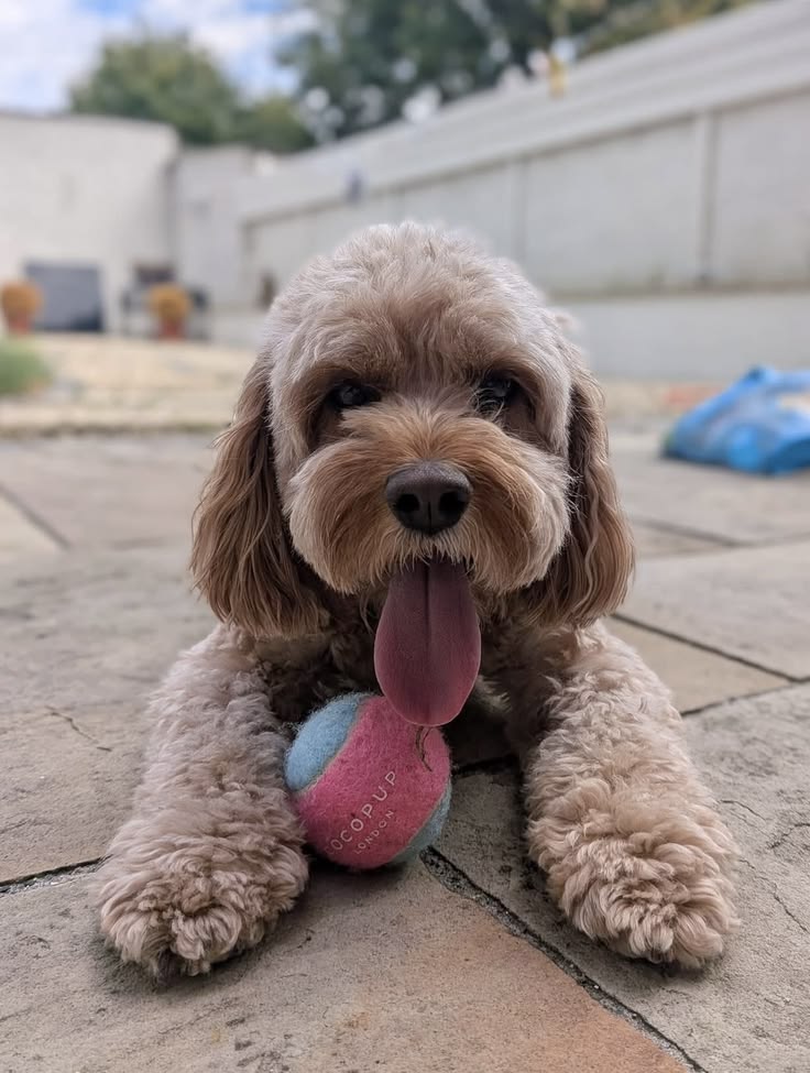 Cavapoo Sense of Smell