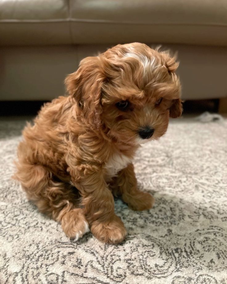 Cavapoo Training and Nutrition