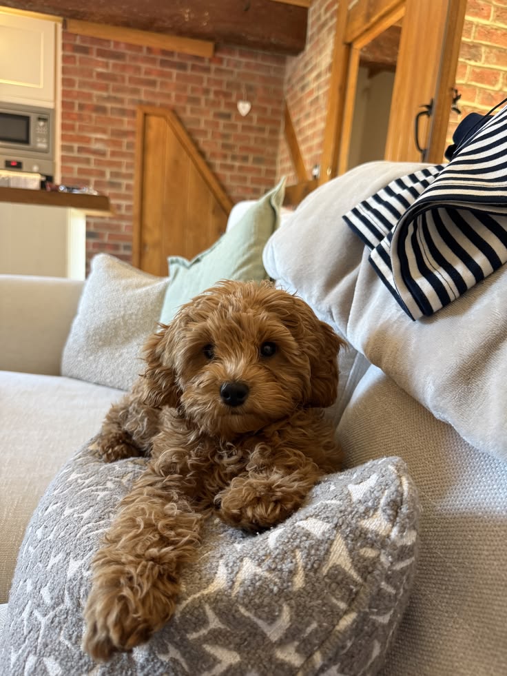 Cavapoo comfortable at home