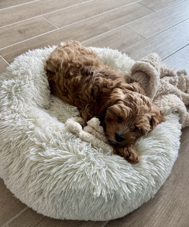 Cavapoo dog bed