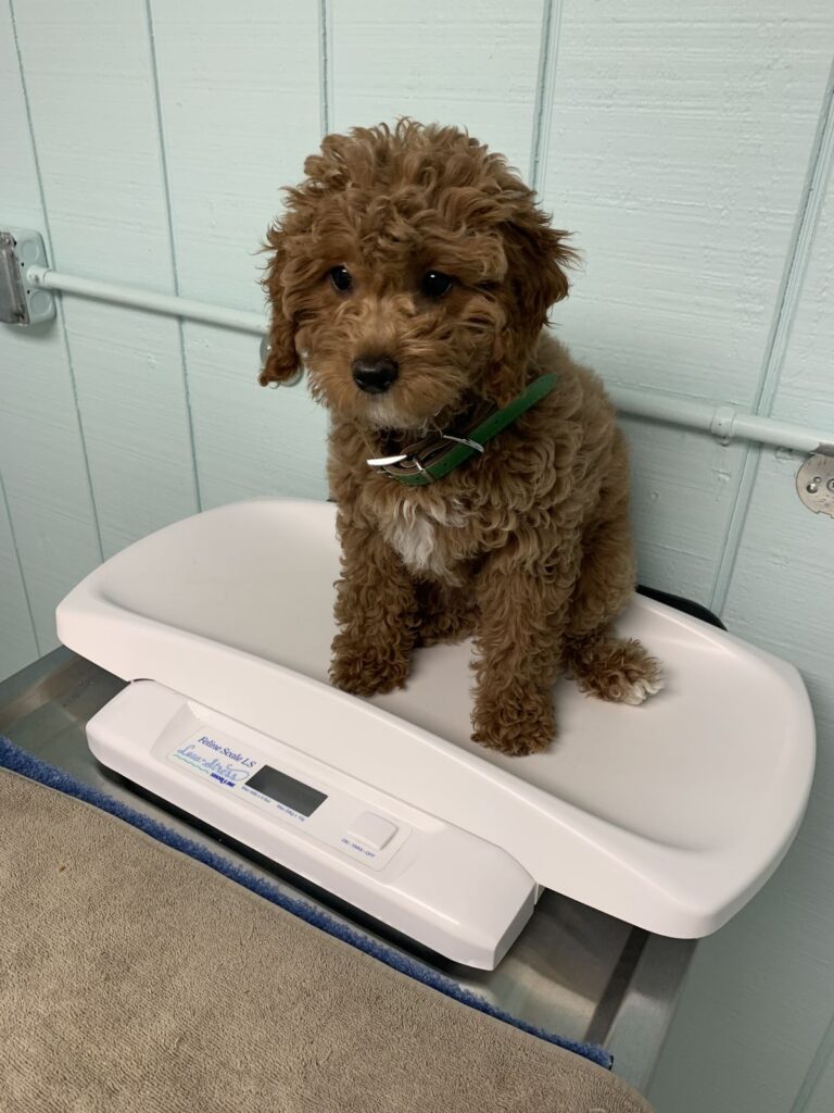 Cavapoo health