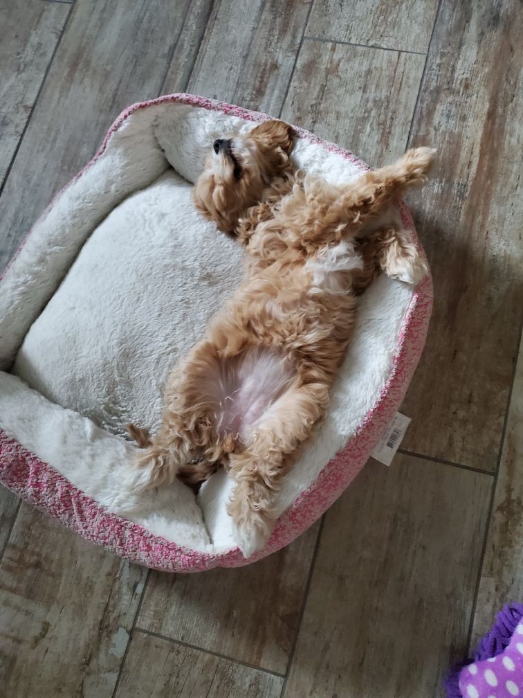 Cavapoo sleeping positions