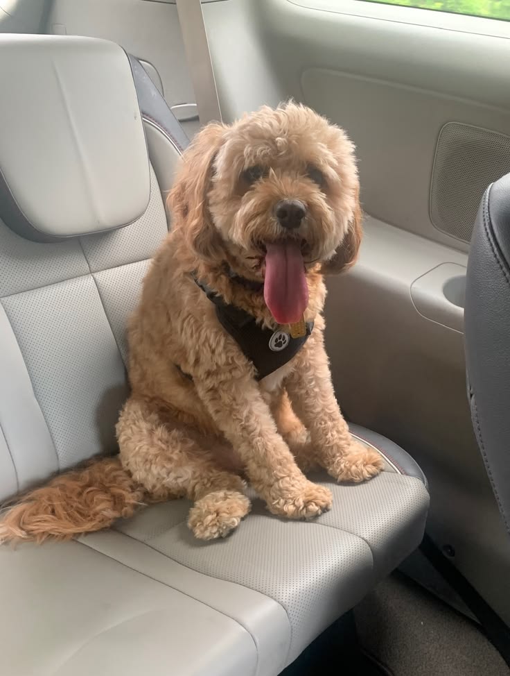 Cavapoo training myths