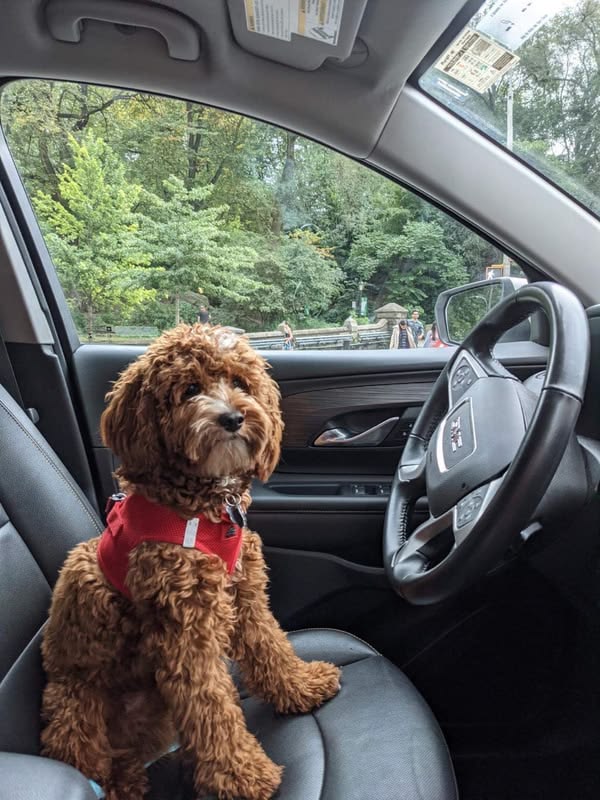 Cavapoo travel
