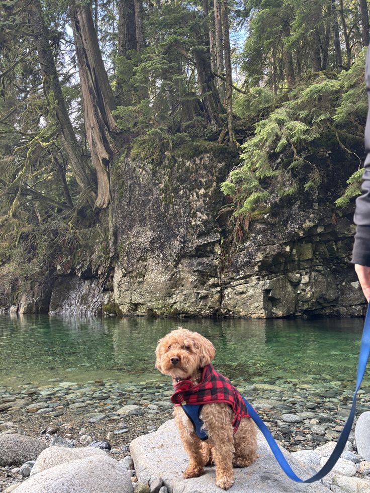 Hiking With a Cavapoo