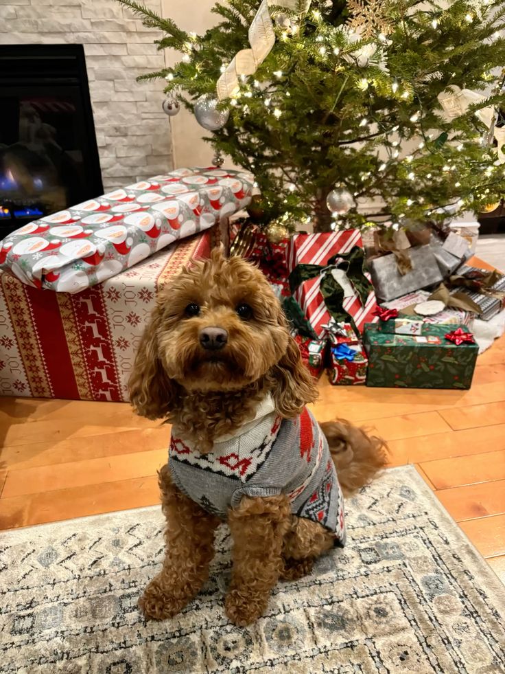 Holiday Pet Safety