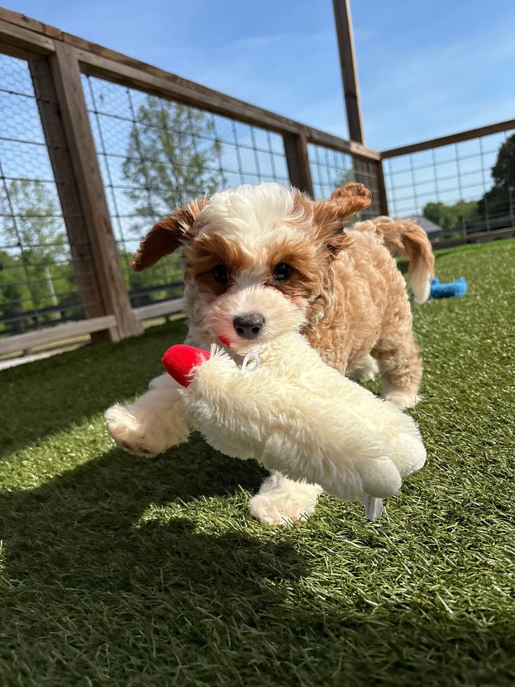Play Time With Your Cavapoo Puppy