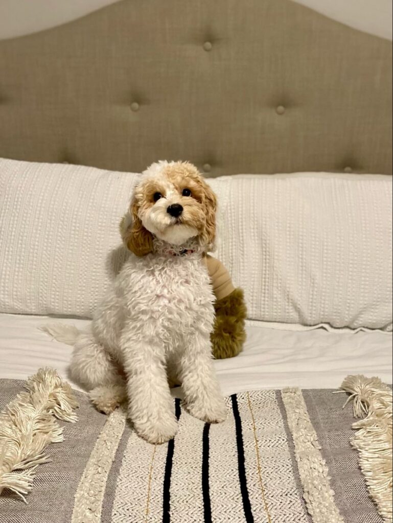 Purebred vs. Mixed-Breed Dogs