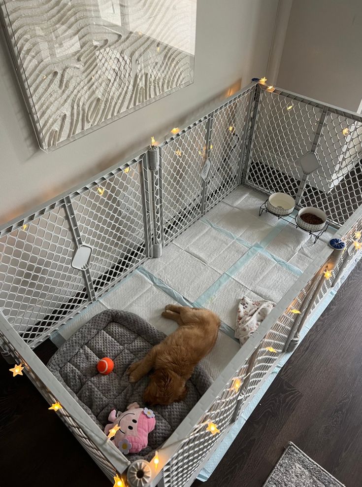 Raising Puppies in Apartments