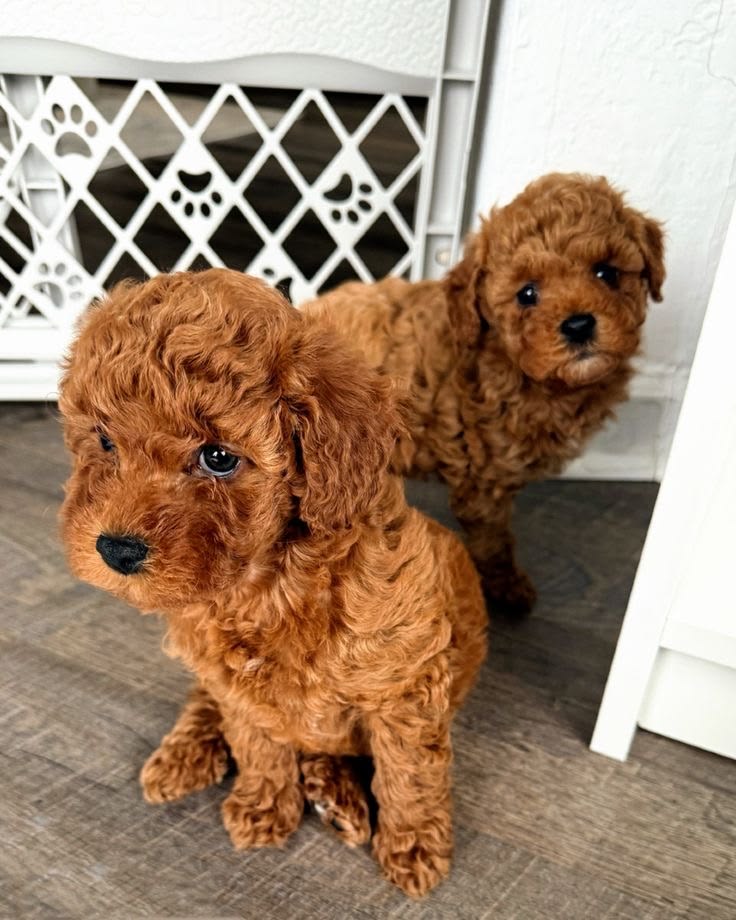 Raising Two Puppies