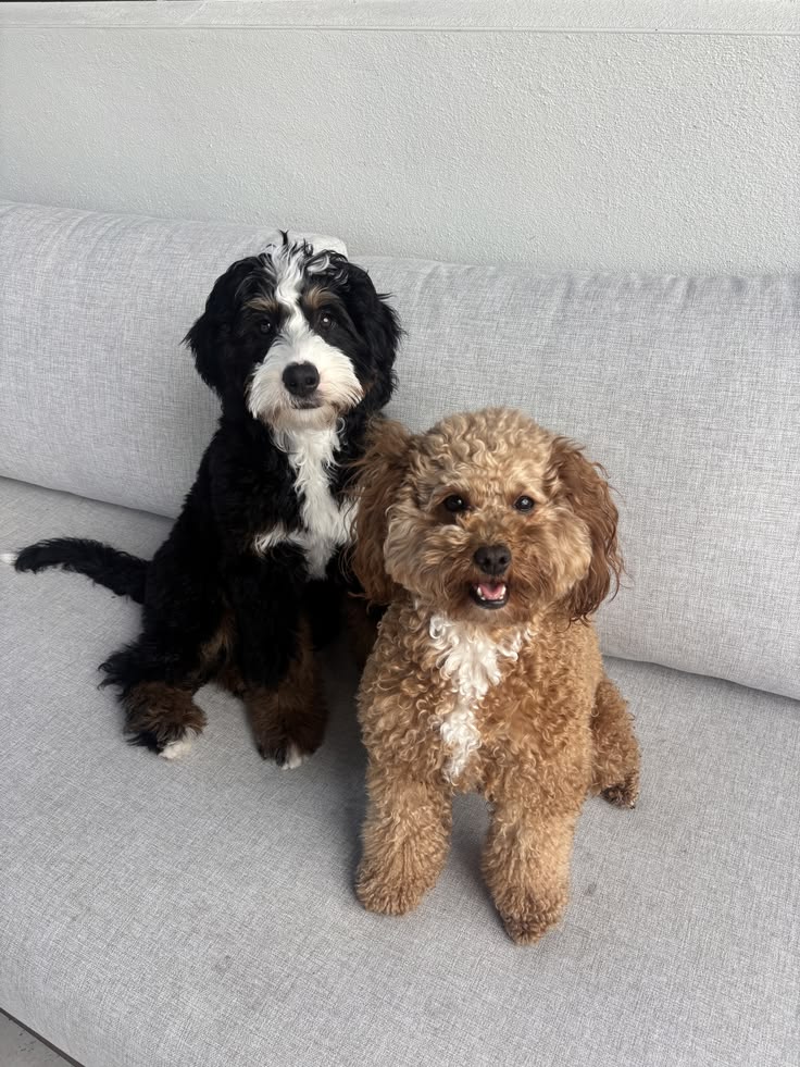 Why People Love Cavapoos