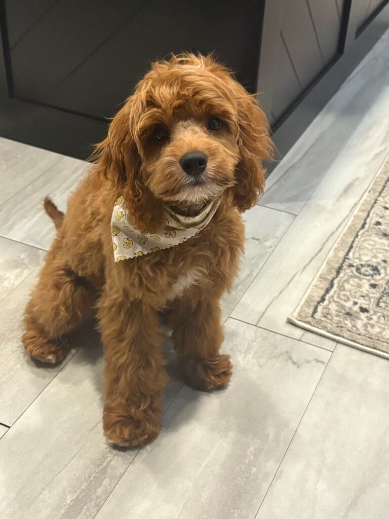 common mistakes Cavapoo owners make