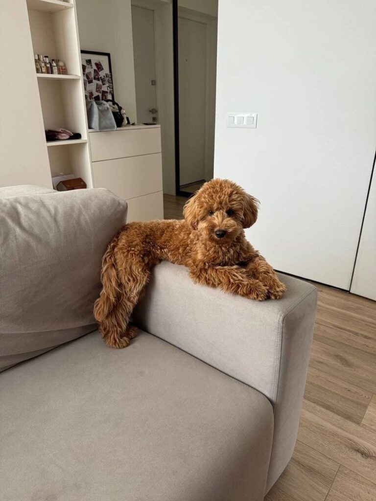 cute small dogs