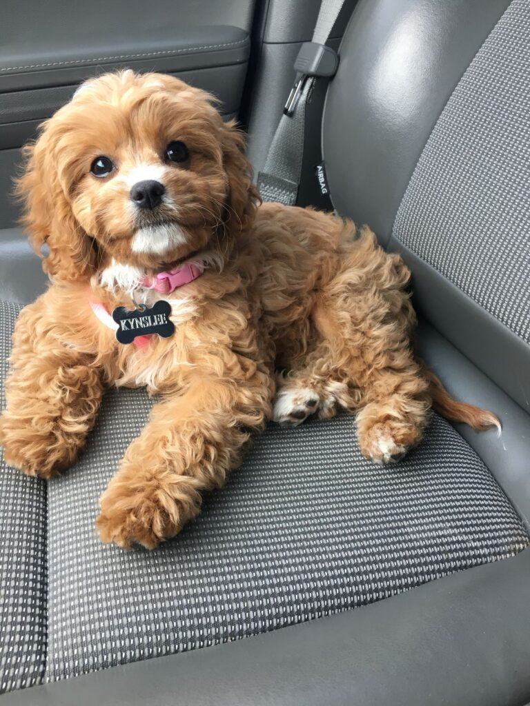 naming your Cavapoo puppy