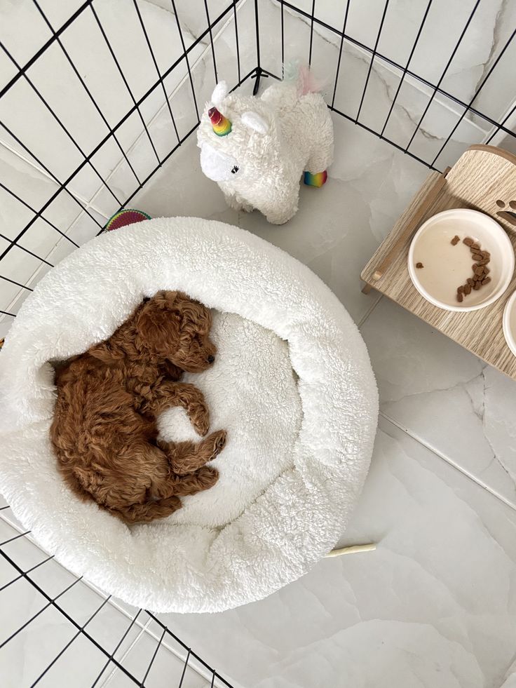 preparing for a Cavapoo puppy