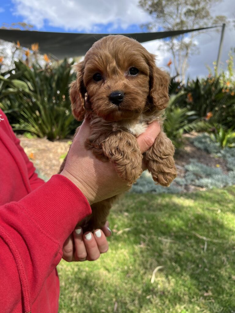 teacup puppies